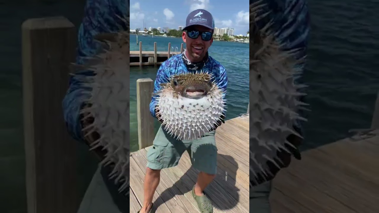 Perché i Pescatori ODIANO il Pesce Palla?