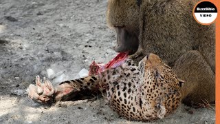 This Baboon Took Revenge on The Leopard's Mother