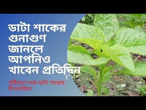 ভিডিও: নিউজিল্যান্ড পালংশাক কি - বাগানে নিউজিল্যান্ড পালং শাক বাড়ানো হচ্ছে