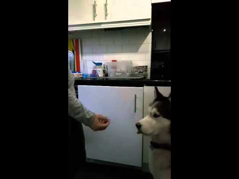 camera iphone 8 plus apk 10th day of training, stage 2, food in hand