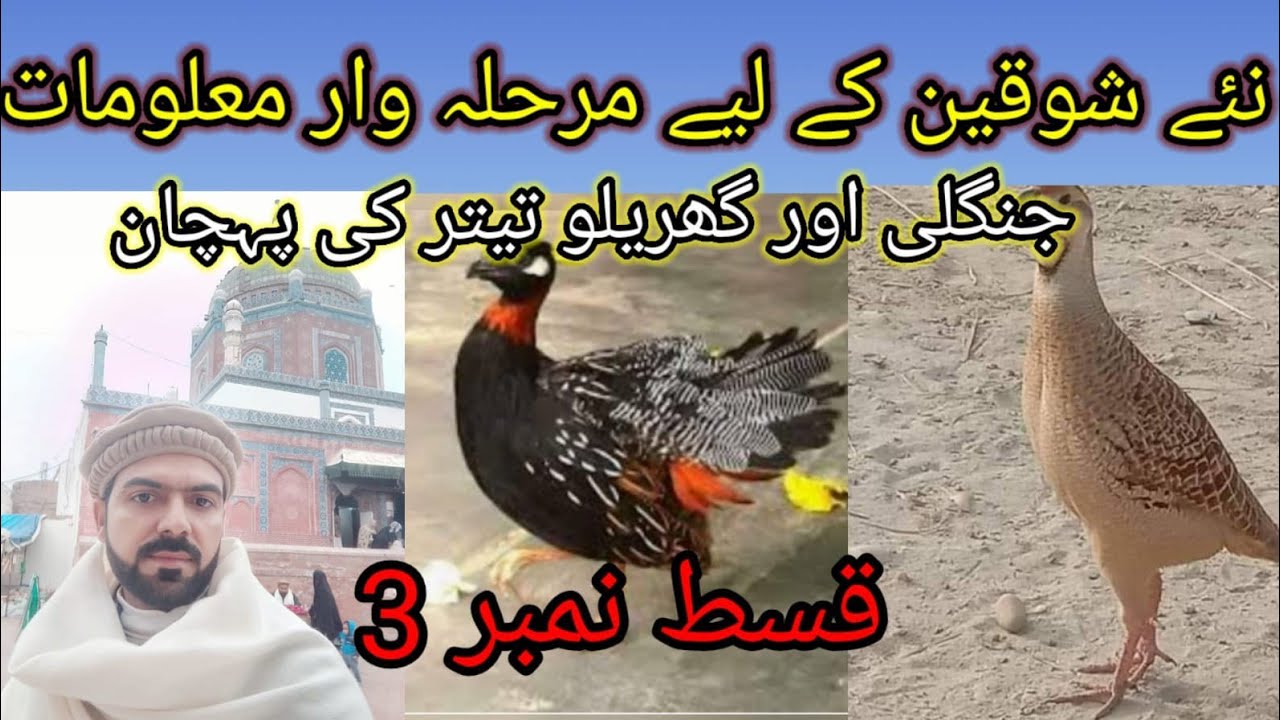 New shokeen episode 3 | jungli or gharelo teetaro ma farq | نئے شوقین ۔ جنگلی اور گھریلو تیتر پہچان