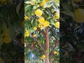 🍊🦜Orange Trees🍊🦜#tree #orange #parrot #love  #nature#hindi#motivation #shortvideo #shorts