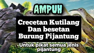 kombinasi besetan pijantung dan crecetan Kutilang | ampuh untuk memanggil semua burung pijantung