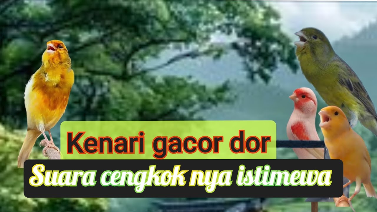 #kenari gacor dor dengan suara cengkok ny istimewa Pas untuk masteran 