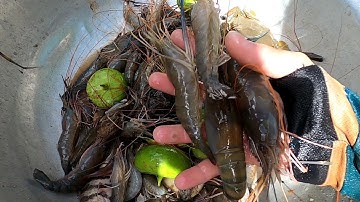 Mò Tôm Càng Với Cha Chú Nướng Luôn /Đạt Nguyễn Cần Giờ