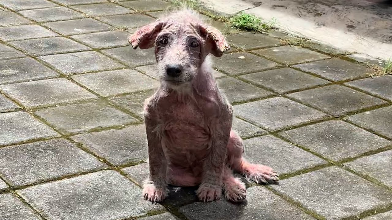 Naked Street Puppy Is So Big And Fluffy Now | The Dodo - YouTube