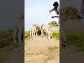 Venomous Cobra Attacks Sheep – Intense Rescue Moment! #snake