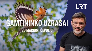 Gamtininko užrašai. Pirmą kartą iš taip arti kukučius stebėjęs Čepulis