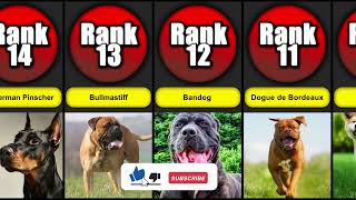Most Banned Dogs in the USA | Dog list by Paws & Plays 113 views 4 months ago 1 minute, 26 seconds