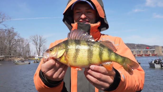 Casting the Mississippi River for JUMBO Perch! 