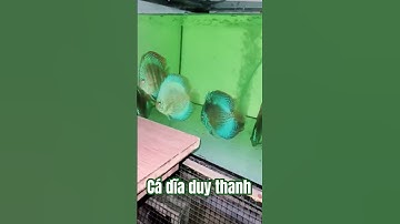 cá dĩa xanh I cá đĩa xanh coban I cá đĩa xanh bông cá dĩa xanh lớn khủng