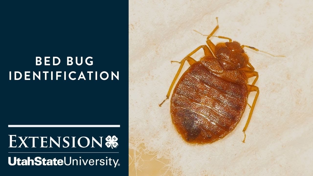 How To Identify Bed Bugs Youtube