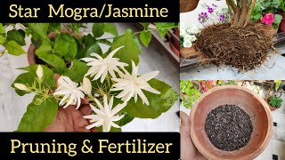 गमले में लगे Mogra plant care पर अभी कीजिये यह काम, मोगरा Organic Fertilizer सालभर फूलों के लिए