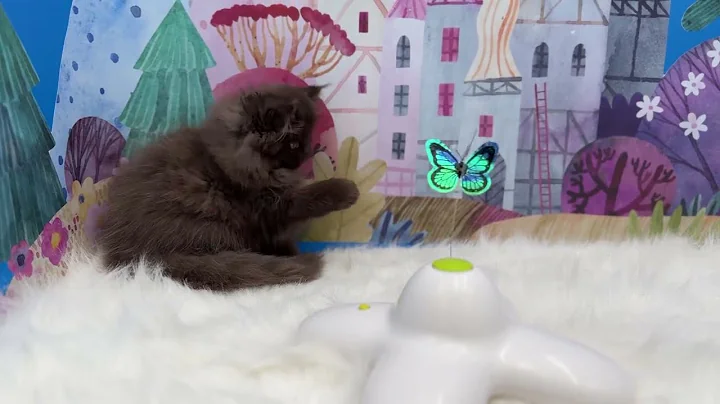 Video 3840161: exotic longhair kitten, rare exotic, kitten miss