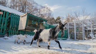 В Якутии козленок радуется зиме