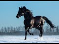 Бахталэ рома- на вороном коне