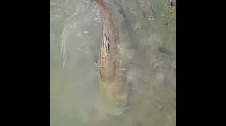 Huge Catfish in our Pond