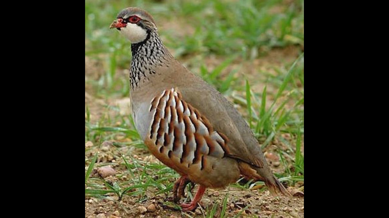 هاسقسو الحجلة شاب السنوسي