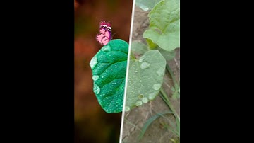 #sortsvideo Kinemaster line wipe transition before after PicsArt creative photo editing#mk_editz016