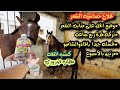 علاج قشرة شعر الخيل🐎👍🏻