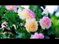 Surah Yaseen Surah Ar Rahman || Best Quran Recitation || Surah Yasin Full || Yaseen Tilawat Wazifa