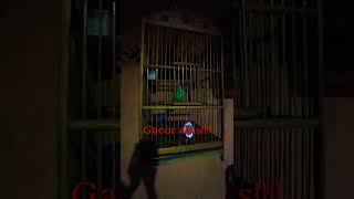 Download Lagu cucak ranting suara pling ok #shorts#kicauburung MP3