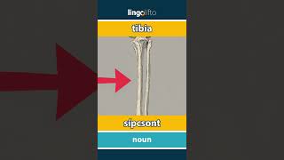 🇬🇧🇭🇺 tibia - sípcsont : learn English : tanuljunk angolul : vocabulary builder