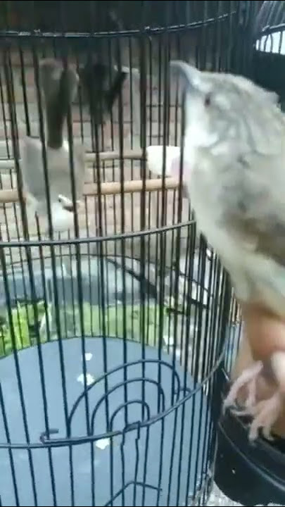 burung ciblek gunung vs ciblek sawah