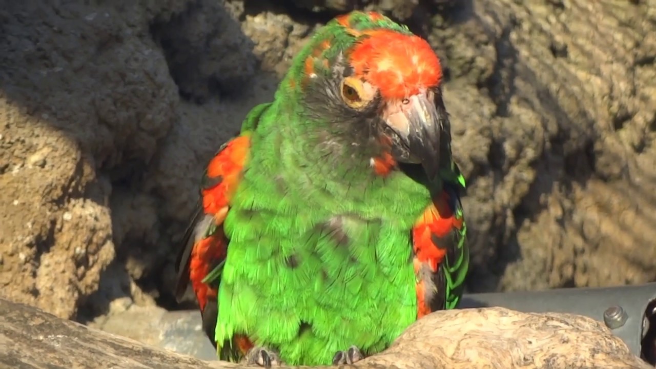 Kongopapagei 