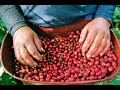 Los Andariegos de los Cafetales  - TvAgro por Juan Gonzalo Angel