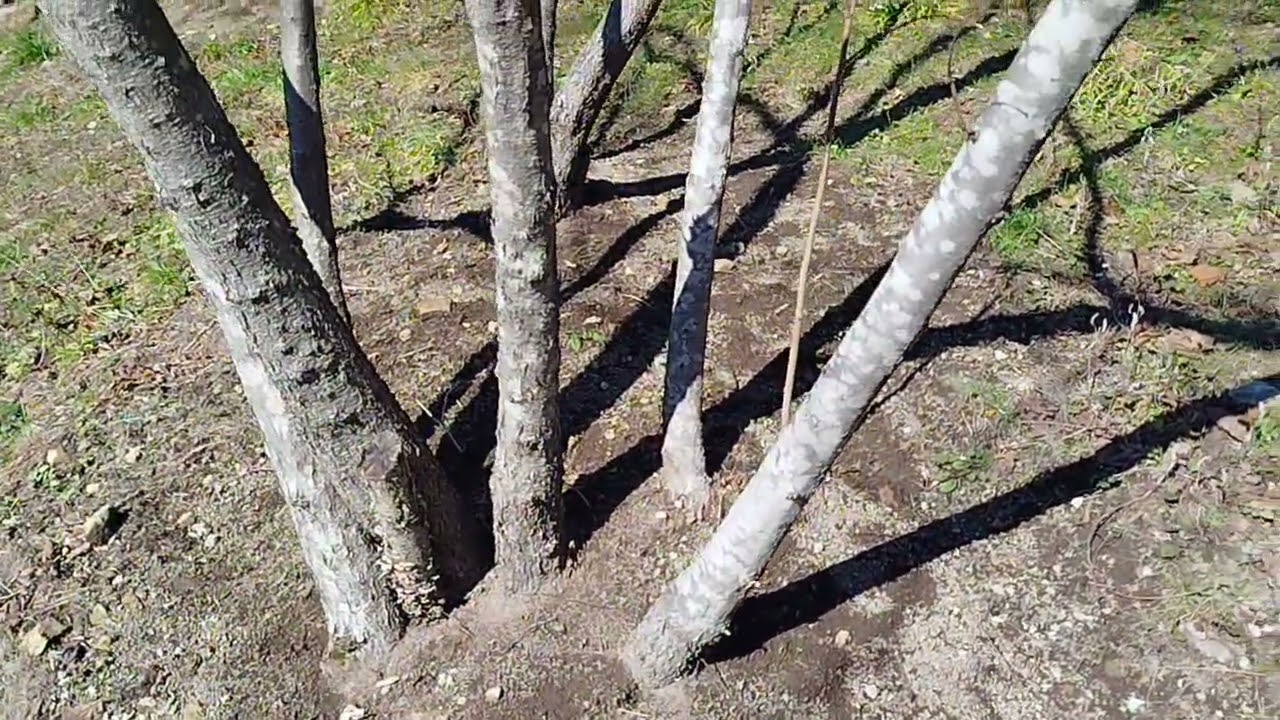 FINDIKTA MUTLAKA YAPILMASI GEREKEN KIŞ BAKIMI | BAHÇE İŞLERİ