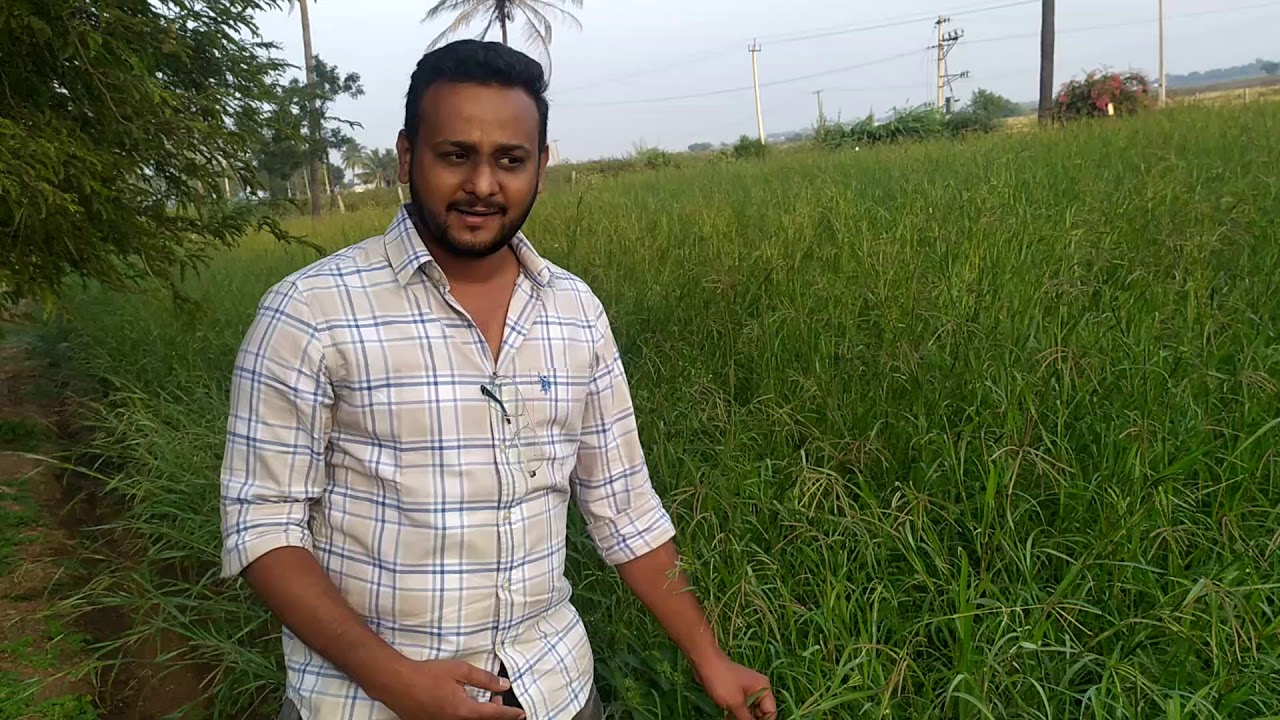 Jinjva Grass for SALE 9535859587 YouTube