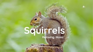 Peaceful Forest with Squirrels 🐿️ Beautiful Relaxing Music & Soothing Instrumentals for Calm & Focus