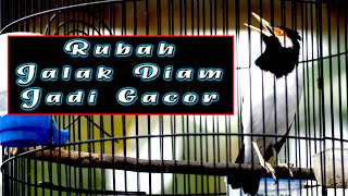 JALAK SUREN GACOR PANCINGAN JALAK DIAM JADI GACOR