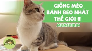 Mèo munchikin và những điều cần biết trước khi nuôi | Dayspet