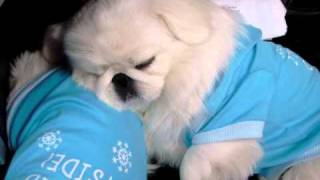 Pekingese Puppies Sleepy snore  BABY Pekingese~~