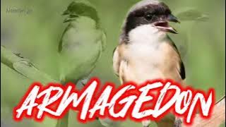 #NgocehAeArmagedon || Masteran cendet paling sadis
