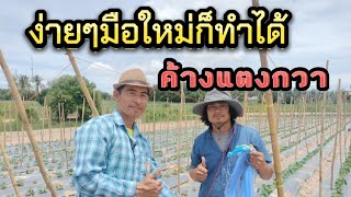 ขั้นตอนการทำตาข่ายค้างแตงกวา | แตงกวาสร้างรายได้ | เกษตรสร้างรายได้ | เกษตรกล้วยๆ