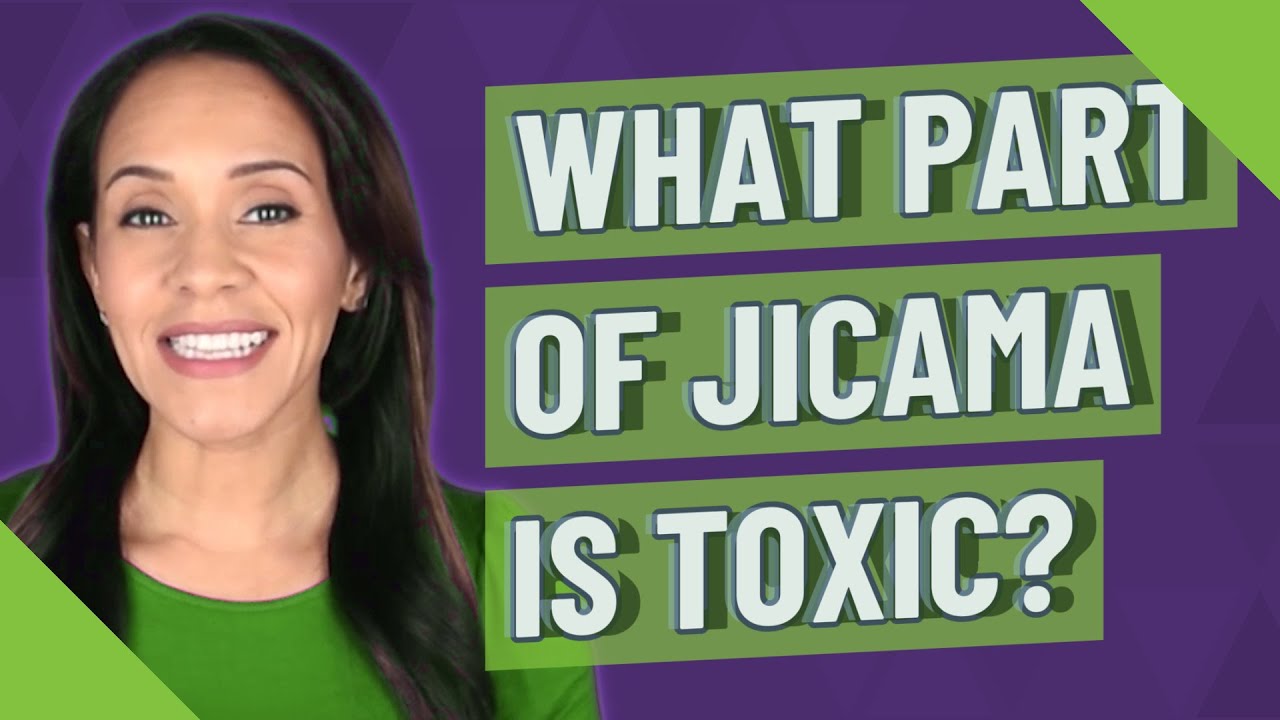 What part of jicama is toxic? YouTube