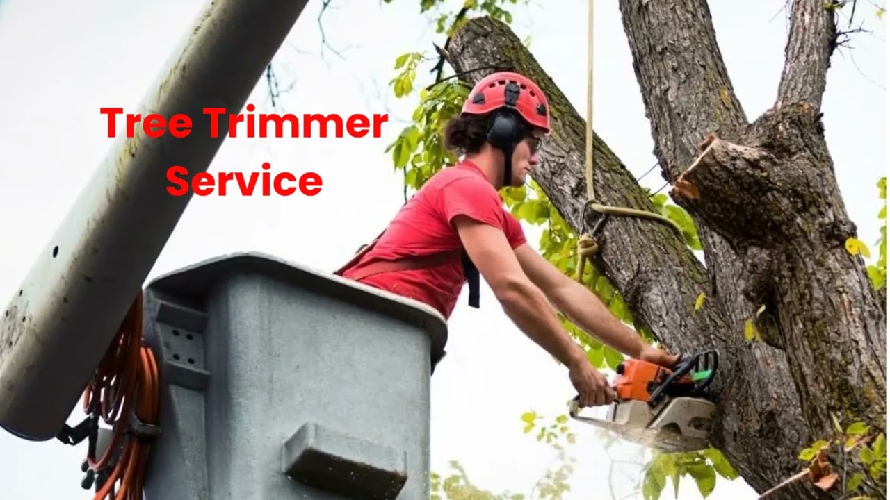 Timber Cuts Tree Trimmer Service in Kaysville, UT | 84037