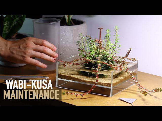 Wabi Kusa Maintainance Session (DOOA Neo Glass Air) - YouTube