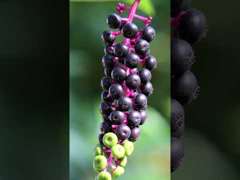 Vídeo: Pokeberry Plant Care and Uses: Como Cultivar Pokeberry No Jardim
