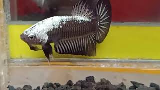 Ikan Cupang Black Samurai