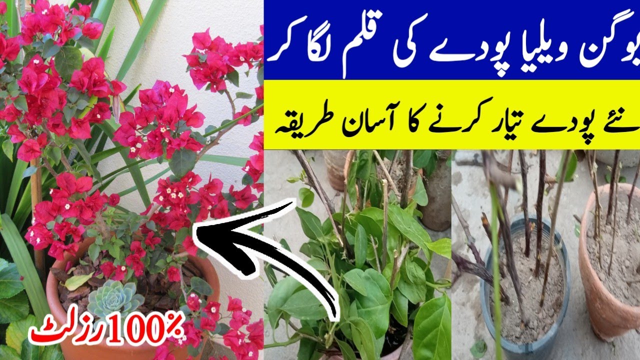 BougainvilleaBougainvillea ki cutting kaise lagaenEasiest Way to Grow