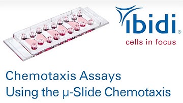 Chemotaxis Assays Using the ibidi µ-Slide Chemotaxis