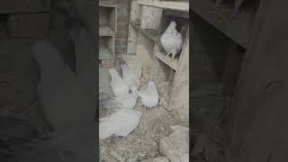 Best Udan Kabootar  Asman Ke Barsha Attitude Pigeon pigeon kabootar High Flyer Kabootar