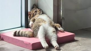 видео: Я хотел кота, но Бог дал мне комика! 🤣 Самое смешное видео с котами 2025 года картинка: Я хотел кота, но Бог дал мне комика! 🤣 Самое смешное видео с котами 2025 года