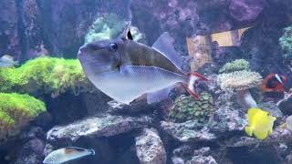 Golden back trigger  Reef introduction