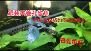 跟我來養孔雀魚1戶外生態缸如何設缸養水及養水時如何防止生孑孓