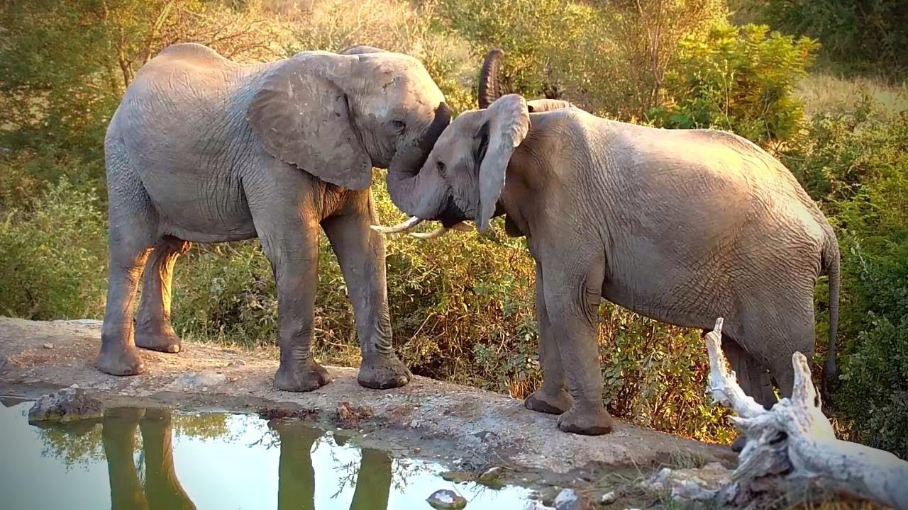Elephants Communicating With Their Trunks - YouTube